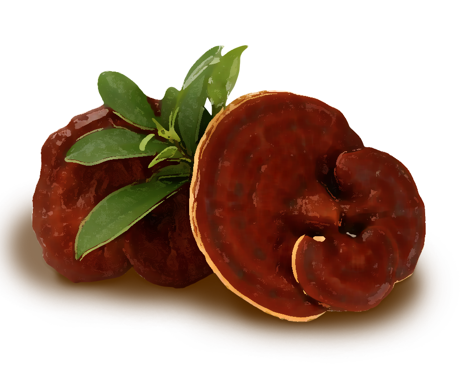 Ganoderma Lucidum Fino